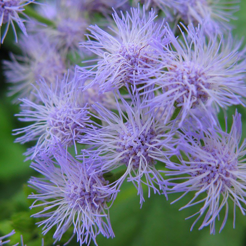 Eupatorium - Eupatoires
