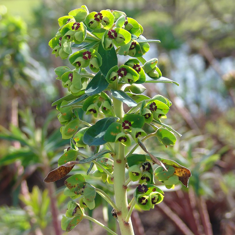 Euphorbia - Euphorbes