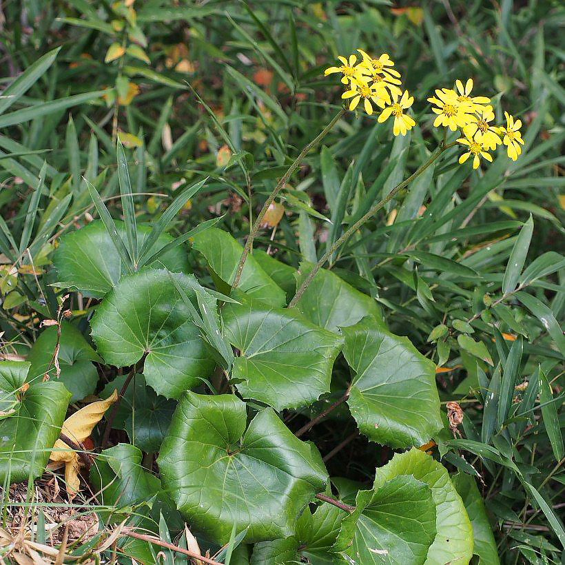 Farfugium - Plantes-panthère