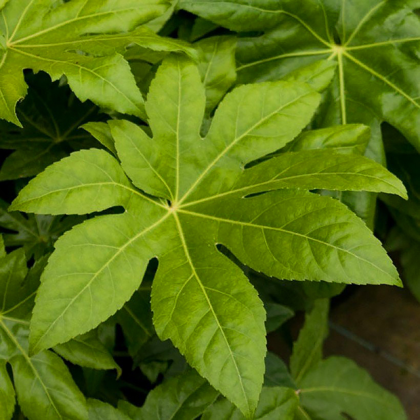Fatsia - Aralias du Japon