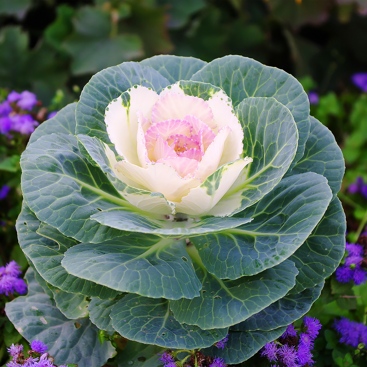Brassica - Choux d'ornement