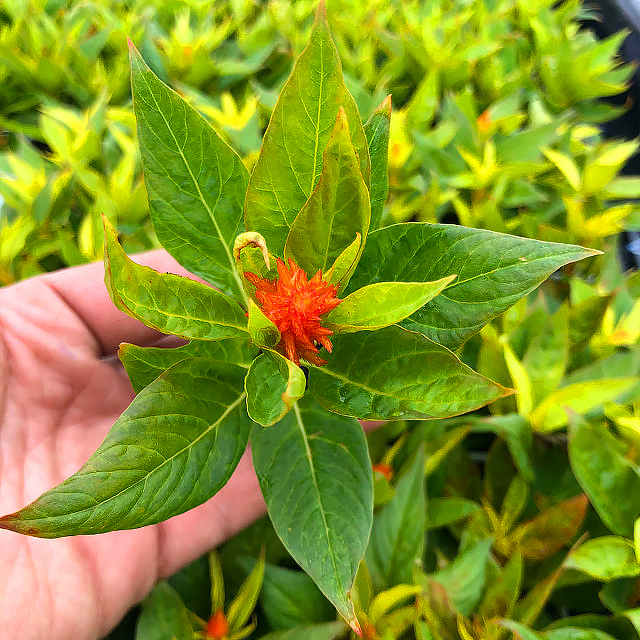 Celosia - Célosies
