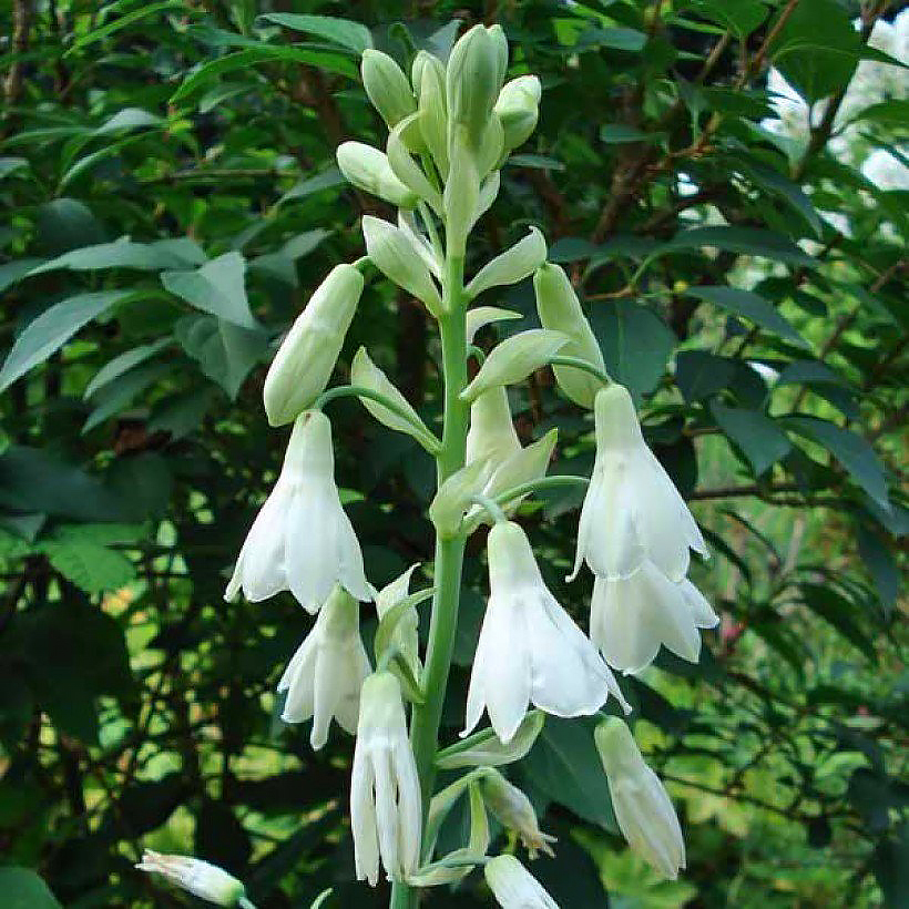 Galtonia - Jacinthes du Cap
