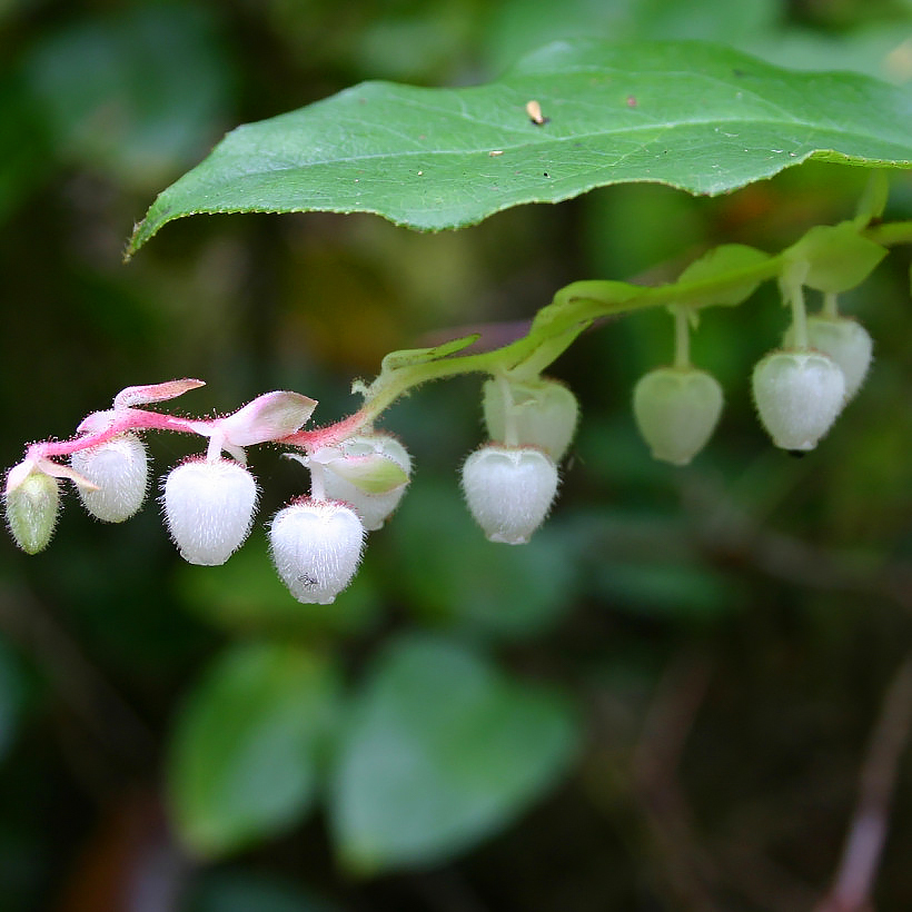 Gaultheria - Gaulthéries