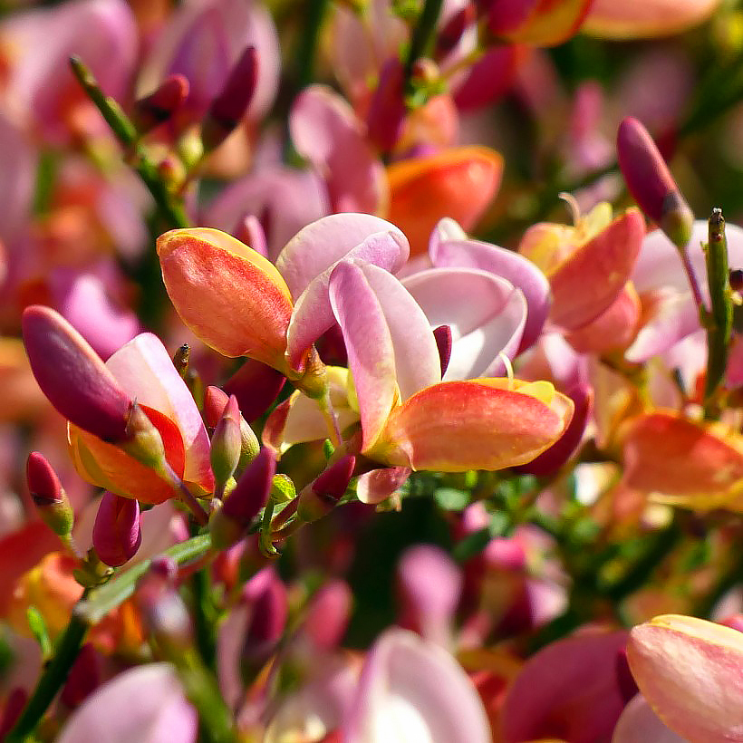 Genêts - Cytisus, Genista, Spartium