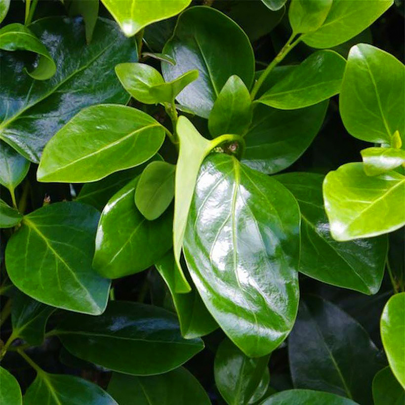 Griselinia - Grisélines