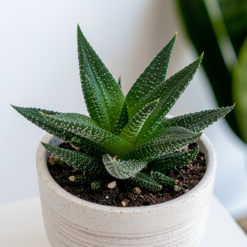Haworthia - Plante zèbre
