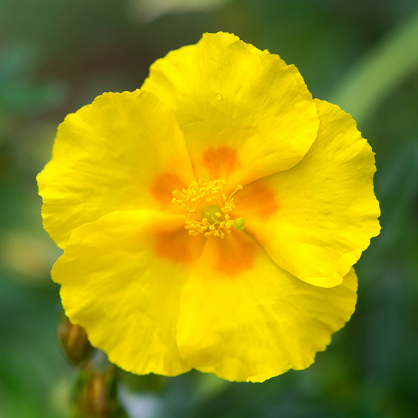 Helianthemum - Hélianthèmes