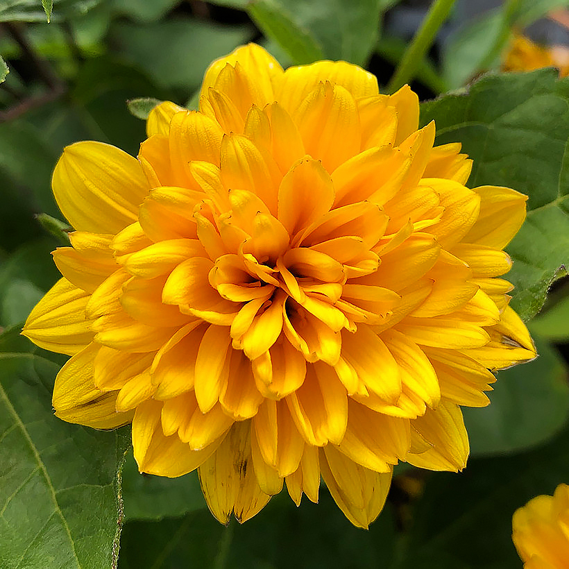 Helianthus - Soleils vivaces