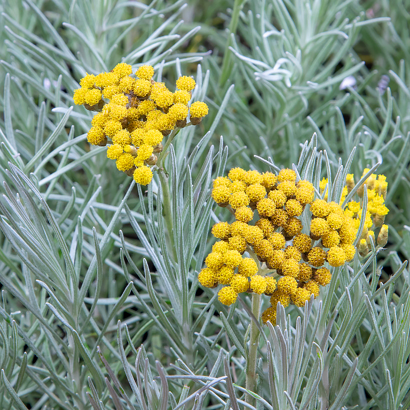 Helichrysum - Immortelles