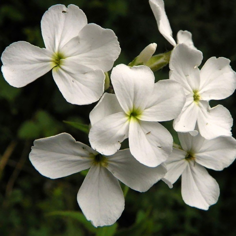 Hesperis - Julienne des dames
