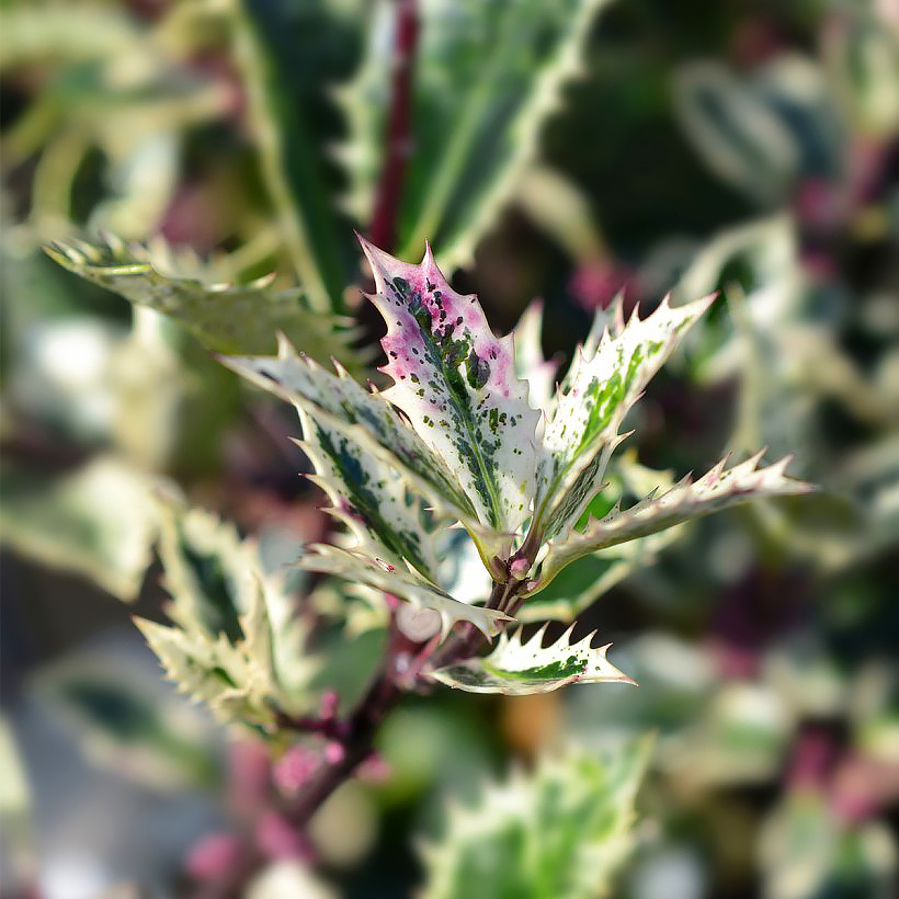 Ilex - Houx