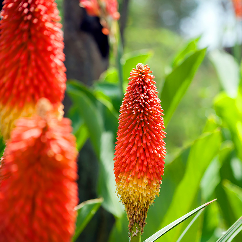 Kniphofia - Tritomas, Tisons de Satan