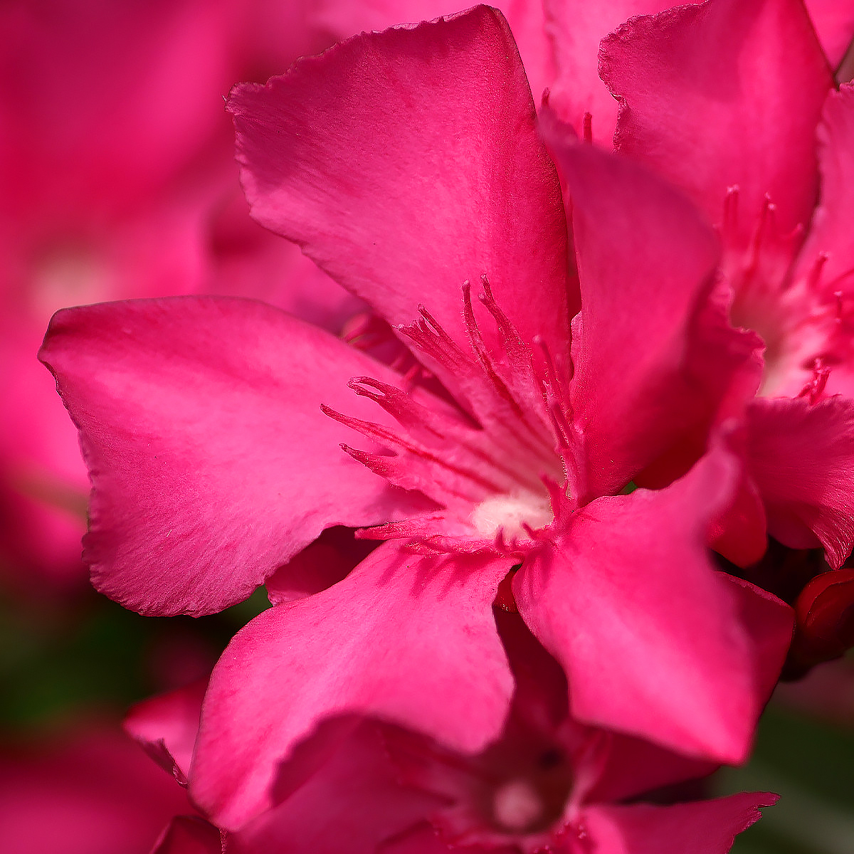 Laurier-rose - Nerium