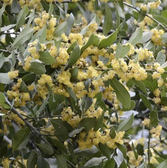 Laurier sauce - Laurus nobilis