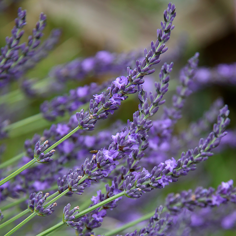 Lavandula - Lavandes