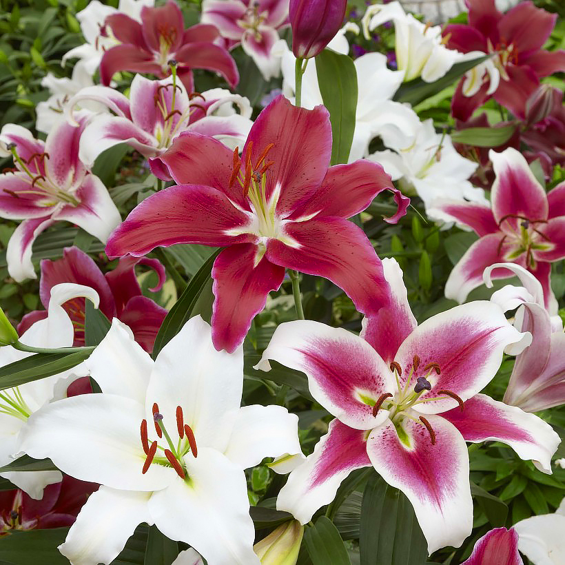 Les Lis (Lys) - Lilium