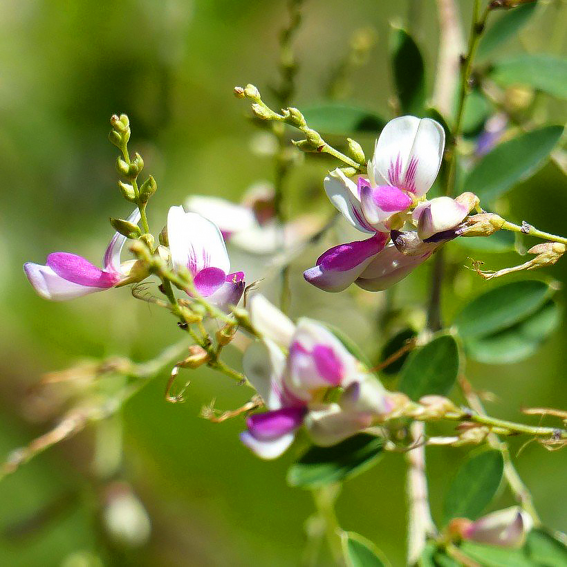 Lespedeza - Trèfles en arbre