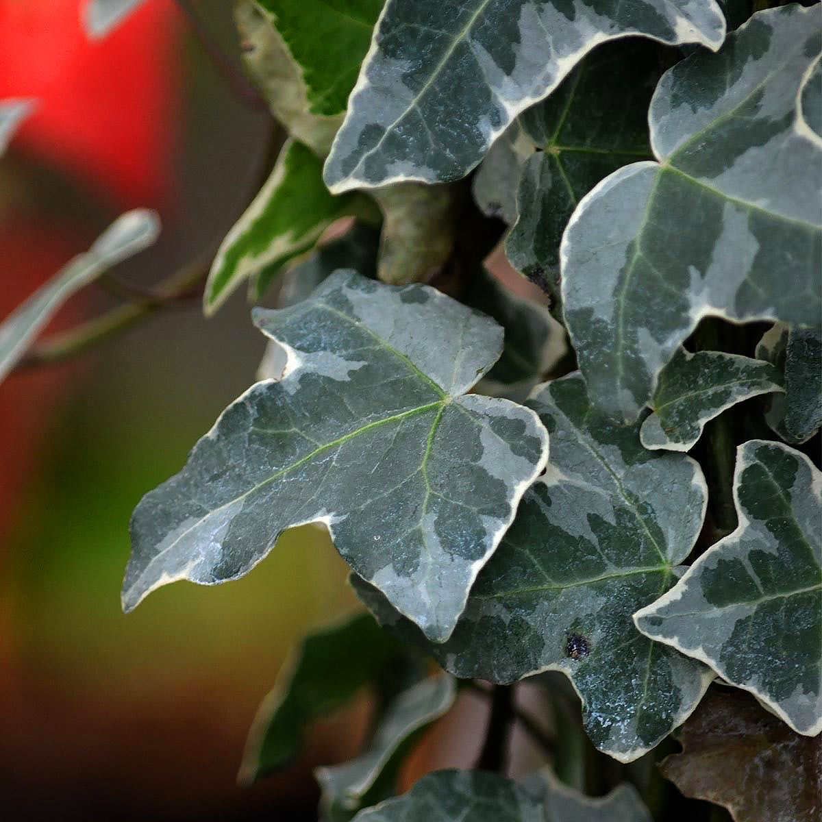 Hedera - Lierres