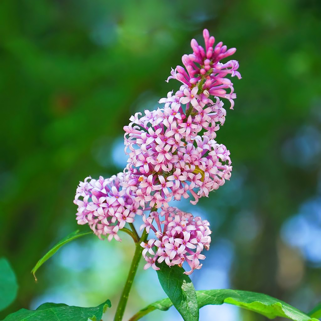 Lilas à fleurs roses