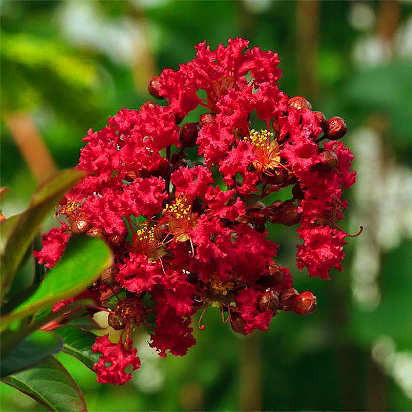 Lagerstroemia - Lilas des Indes, Lilas d'été