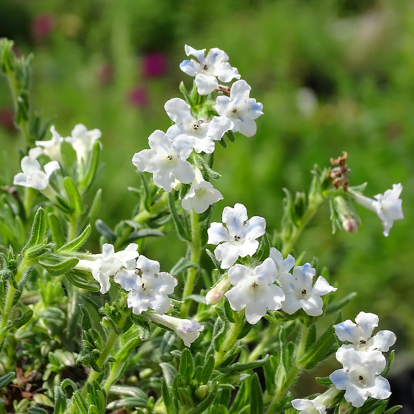 Lithodora - Grémils
