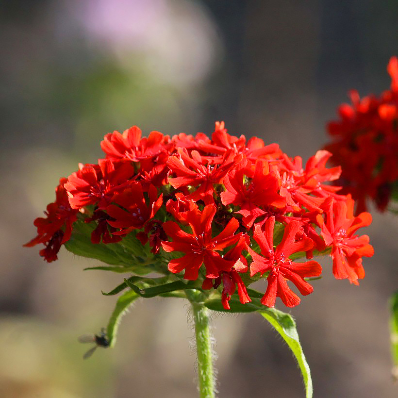 Lychnis - Silènes