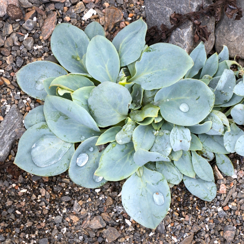 Mertensia - Plantes-huîtres