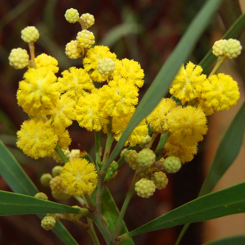 Acacia - Mimosas