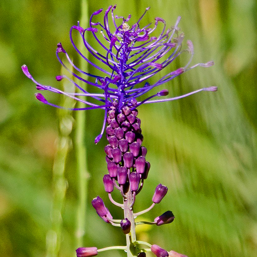 Muscaris - Muscari