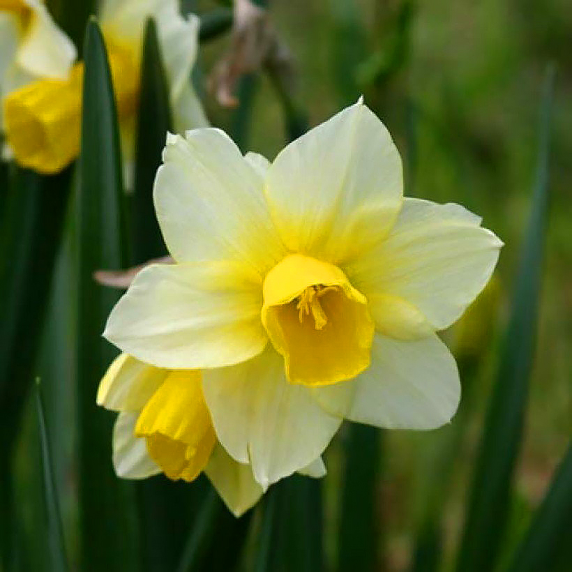 Narcisses - Narcissus
