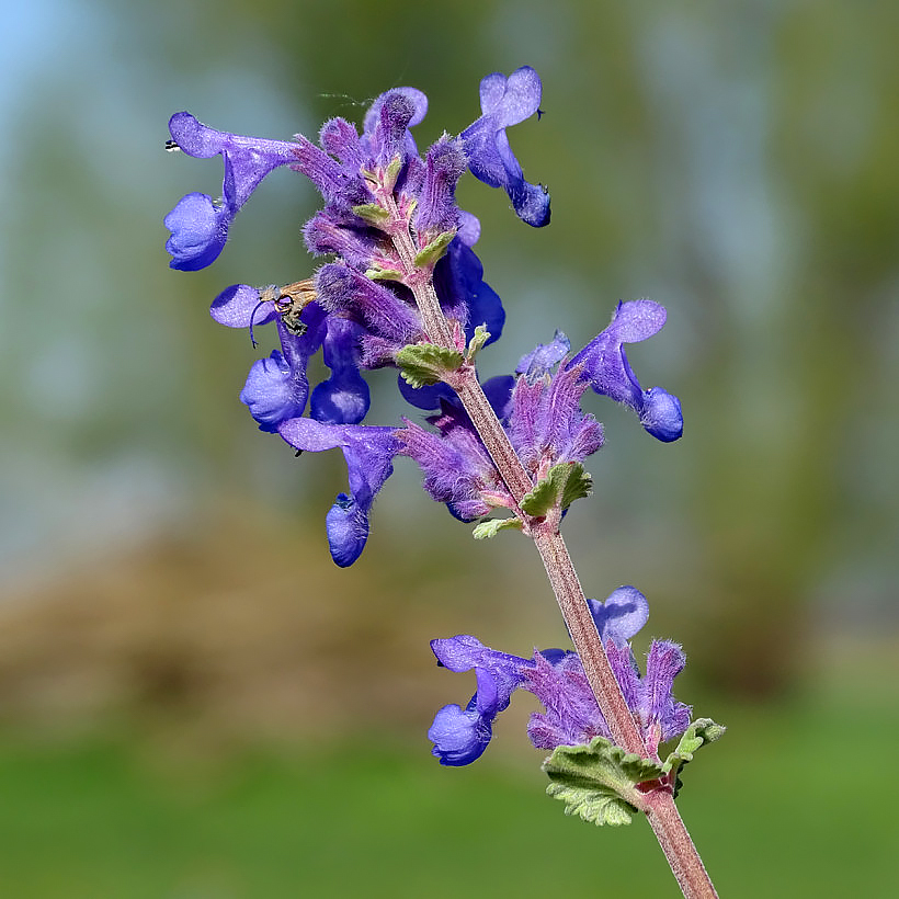 Nepeta - Chataires