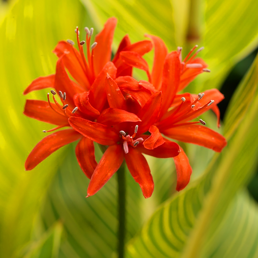 Nerine - Nérines