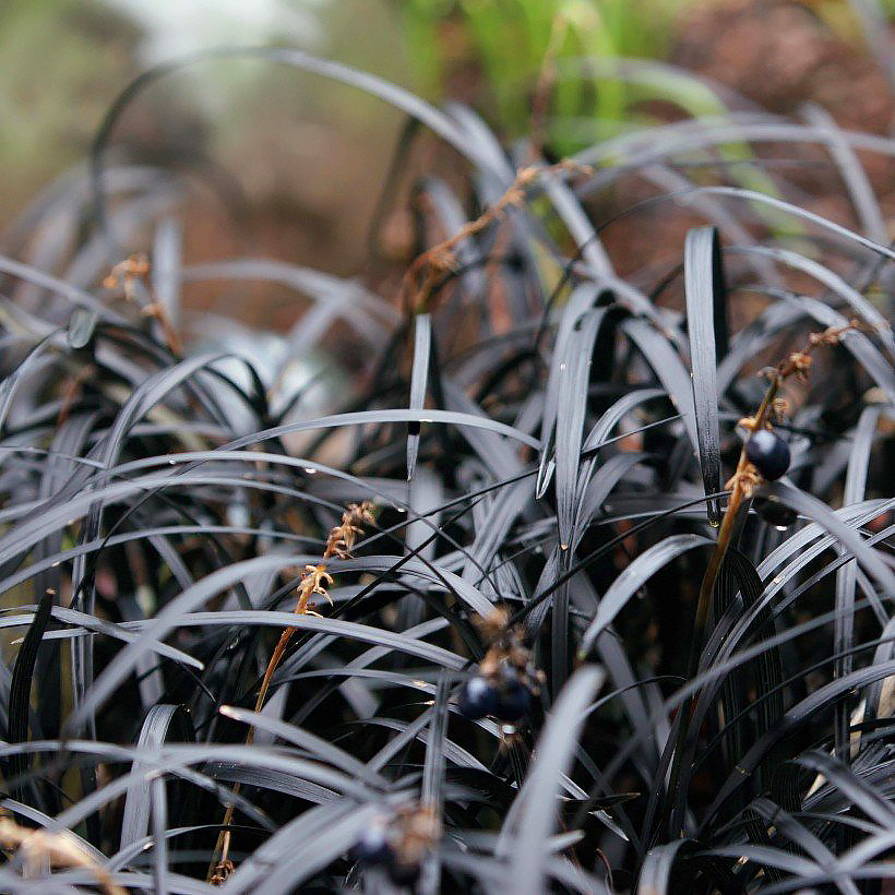 Ophiopogon - Barbe-de-serpent