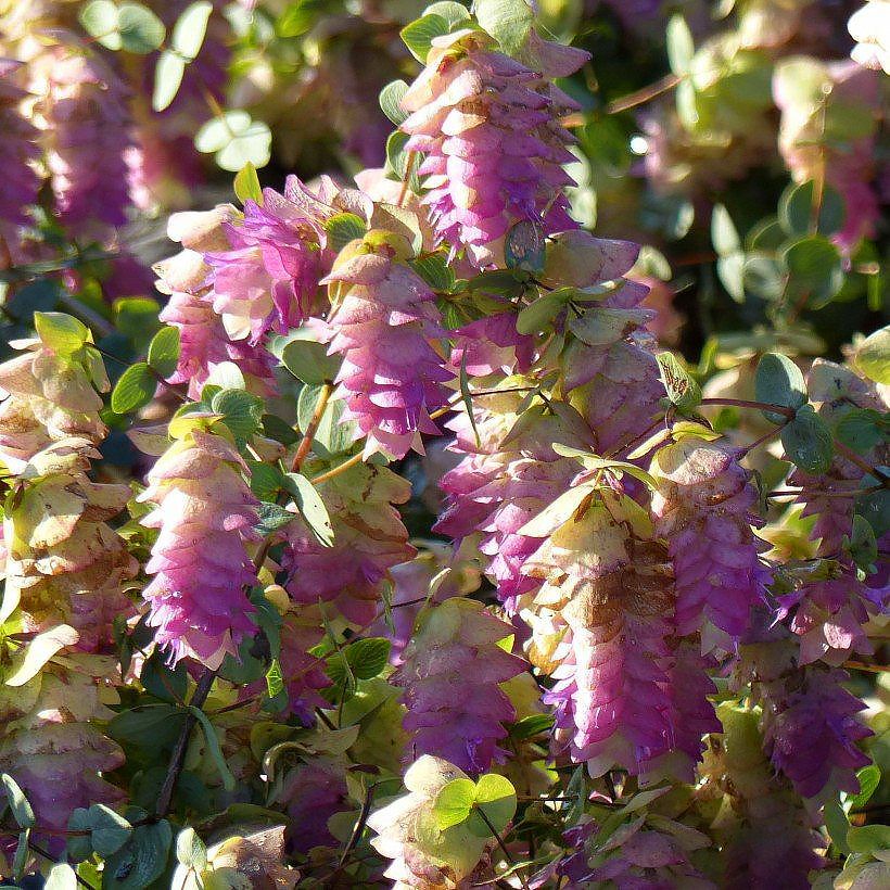 Origanum - Origans
