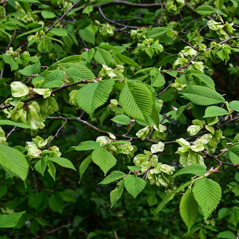 Ulmus - Orme