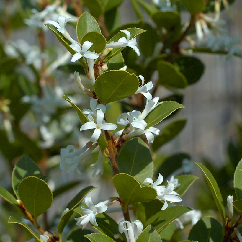 Osmanthus - Osmanthes