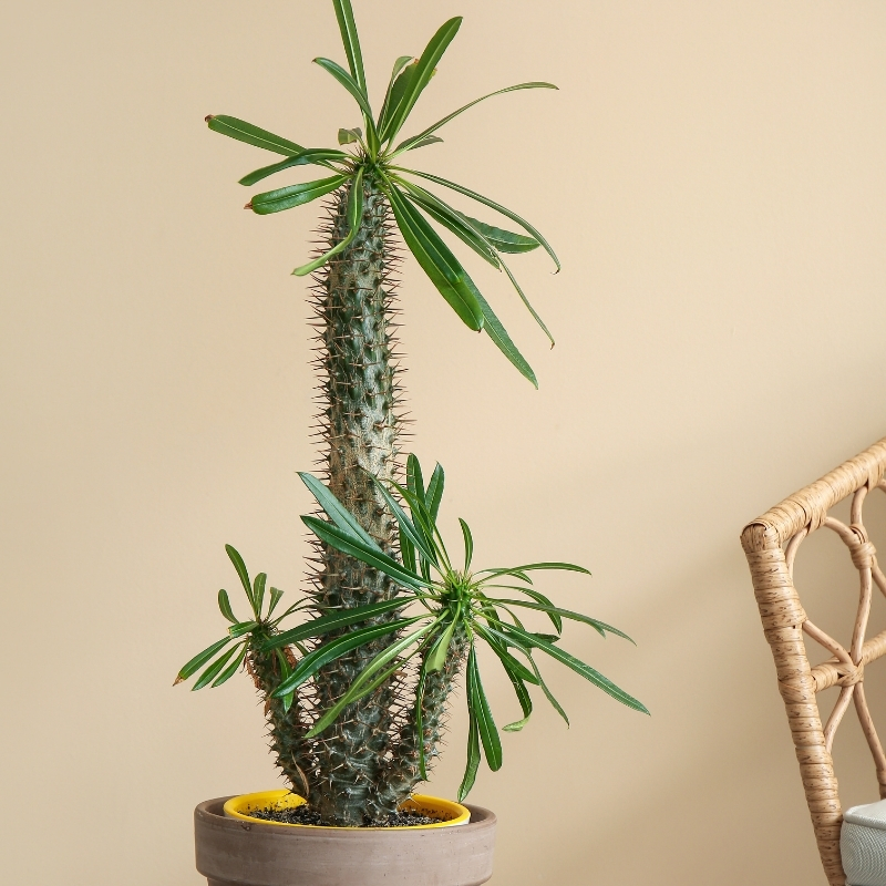 Pachypodium - Palmier de Madagascar