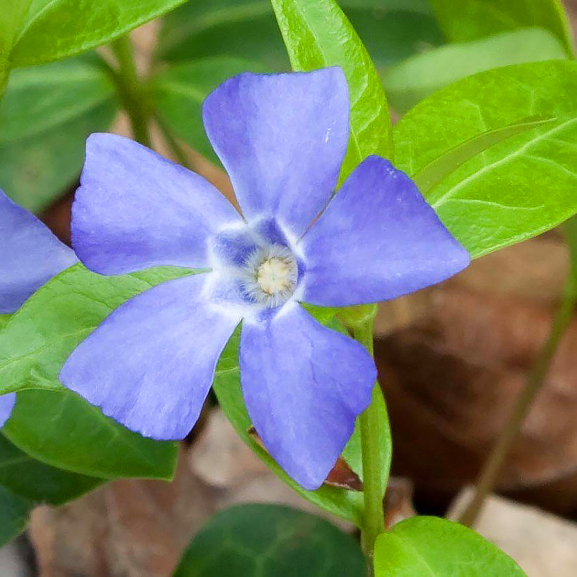Pervenches - Vinca