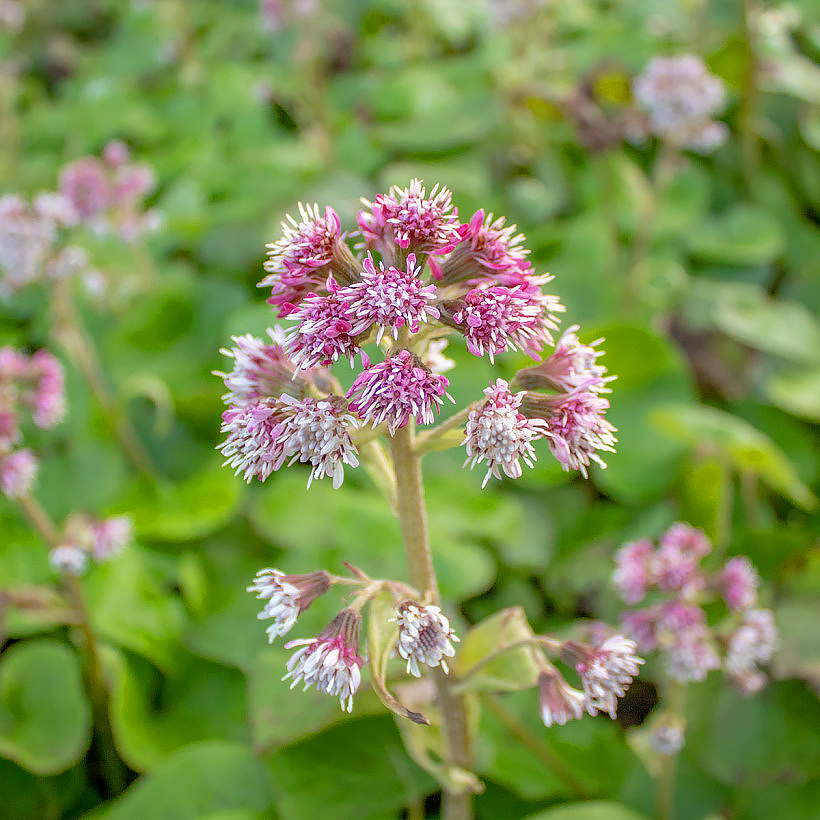 Petasites - Pétasites