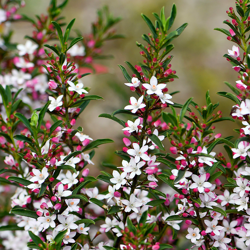 Eriostemon, Philotheca - Fleurs de cire