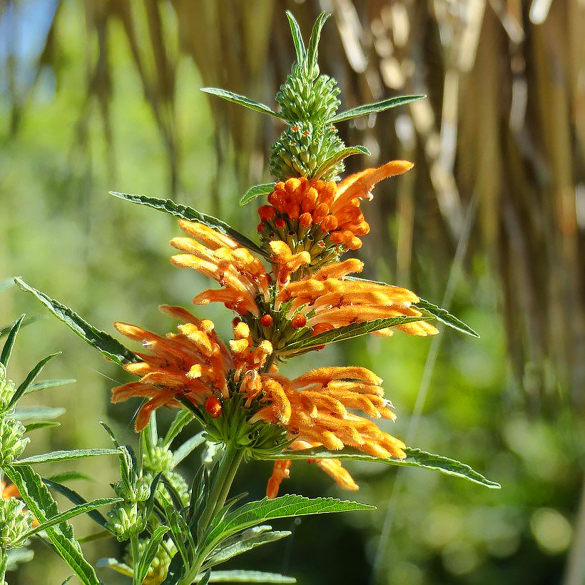 Phlomis arbustifs - Sauges de Jérusalem
