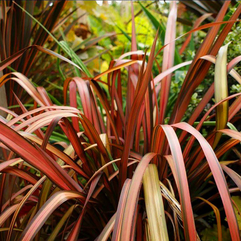 Phormium - Lins de Nouvelle-Zélande