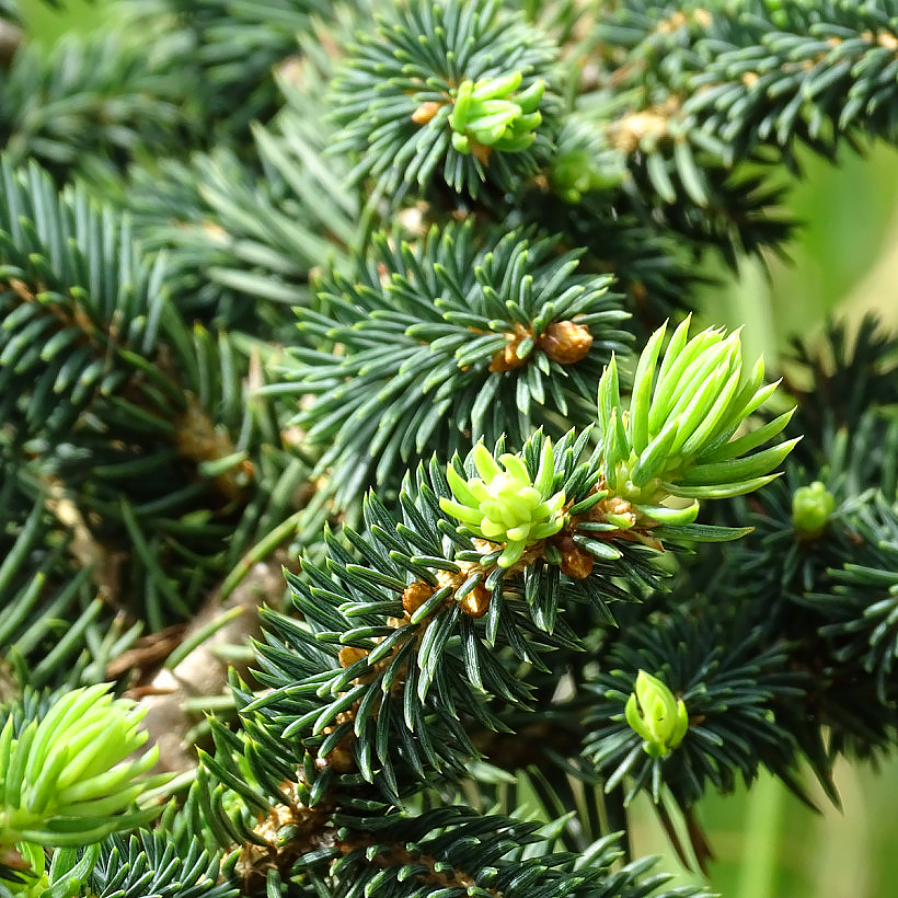 Picea - Epicéas