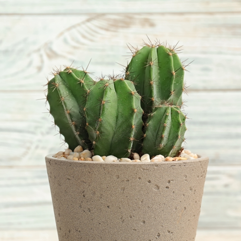 Pilosocereus - Cactus