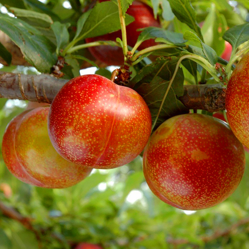 Pluots