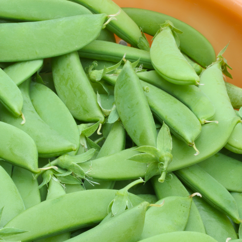 Pois gourmand - Pois mange-tout