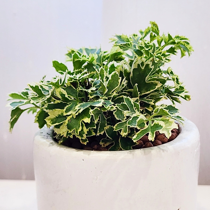 Polyscias