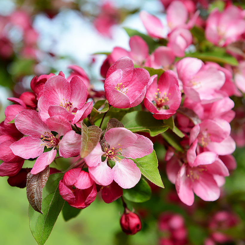 Malus - Pommiers d'ornement