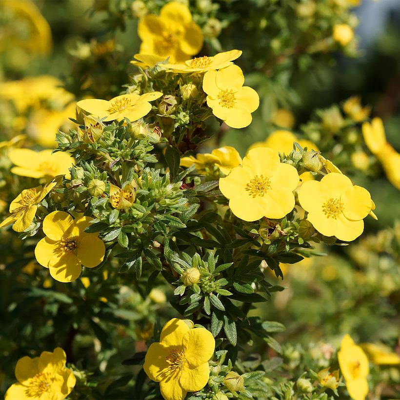 Potentilla - Potentilles